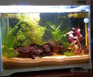 caridinaio avviato amtra 