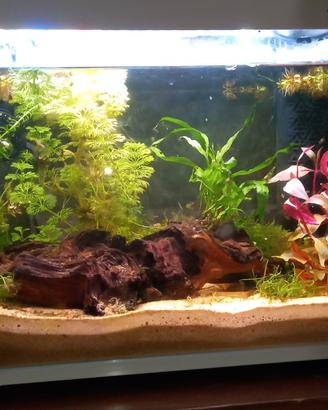 caridinaio avviato amtra 