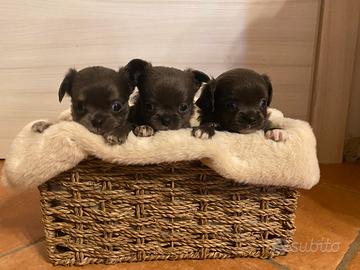Cuccioli di chihuahua a pelo lungo