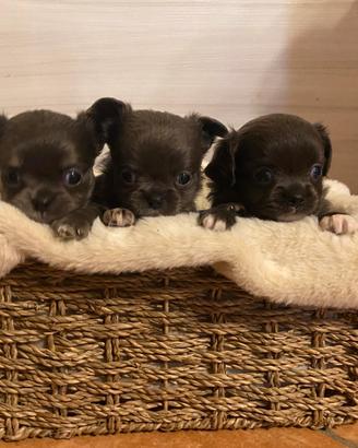 Cuccioli di chihuahua a pelo lungo