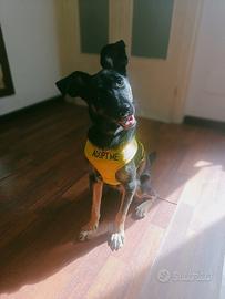 Tiodor, cucciolo taglia piccola