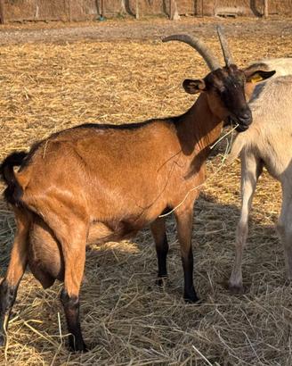 Capre Sannen e Camosciate
