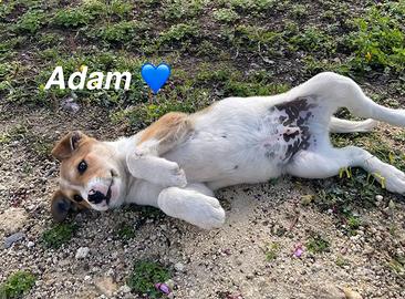 Morbisoso cuccioletto