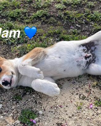 Morbisoso cuccioletto