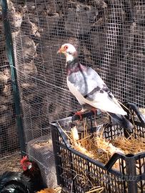 Colombe