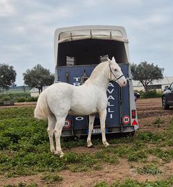 Argentino