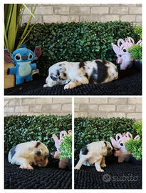 Pastore australiano senza pedigree