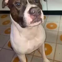 American staffordshire terrier