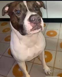 American staffordshire terrier