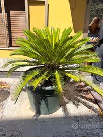 CYCAS  in vaso molto grandi , già potate e pulite 