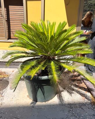 CYCAS  in vaso molto grandi , già potate e pulite 