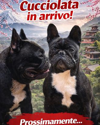 Bulldog francese