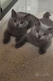 Cuccioli di British