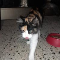 Gatto feminna da acompiamento