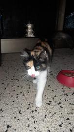 Gatto feminna da acompiamento