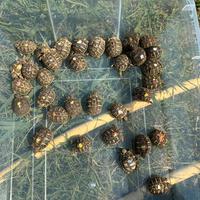 Taratarughe hermanni hermanni