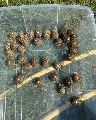 Taratarughe hermanni hermanni