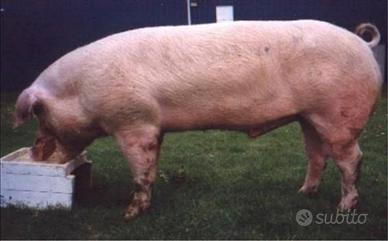 Maiale, landrace