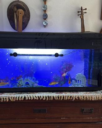 Acquario per pesci