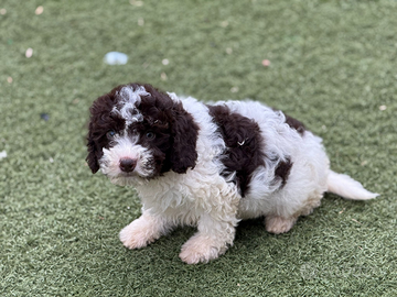 Lagotto romagnolo