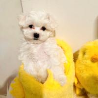 Cuccioli di MALTESI