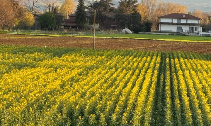 Terreno Agricolo 9,5 Et Granarolo Dell'Emilia