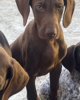 Cuccioli di bracco tedesco a pelo corto( kurzhaar)