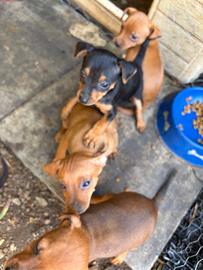 Cuccioli di Pinscher nano puri