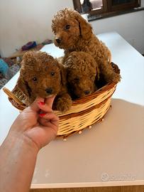 Barboncini toy e minitoy