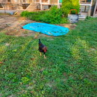 Galline da uovo