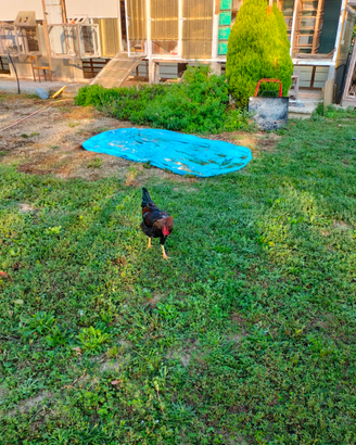 Galline da uovo