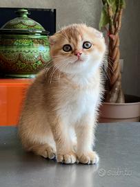 Cuccioli Scottish Fold e Straight
