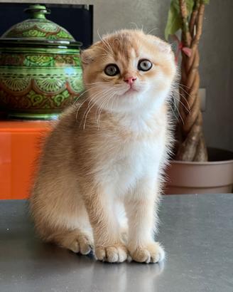 Cuccioli Scottish Fold e Straight