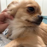 Chihuahua pedigree per monta