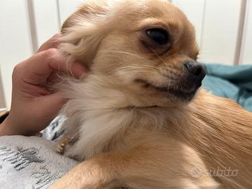 Chihuahua pedigree per monta