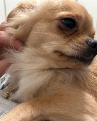 Chihuahua pedigree per monta