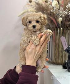Cucciolo maltipoo beige
