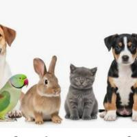 Pet Sitter