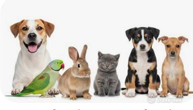 Pet Sitter