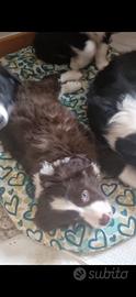 Simil Border collie red