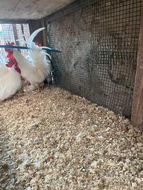Galline