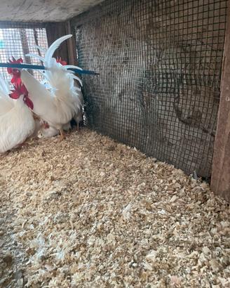 Galline