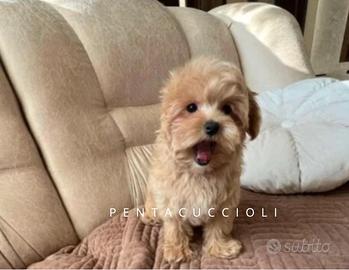 Oliver - Maltipoo TOY- pagamento rate