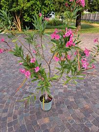 piante ornamentali e da frutto 