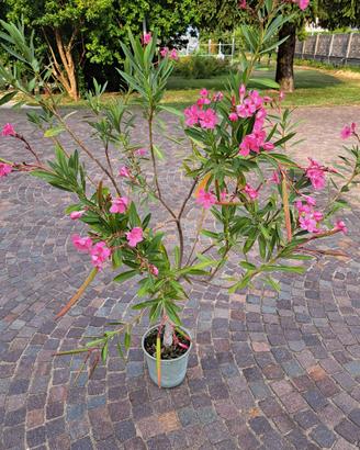piante ornamentali e da frutto 