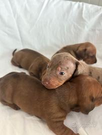 Cuccioli di Bassotto Nano