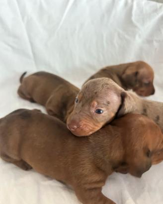 Cuccioli di Bassotto Nano