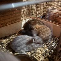 Coniglietti ariete e testa di leone