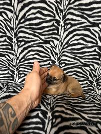 Chihuahua femmina crema con muso nero mini Toy