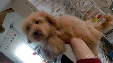 Barboncina fulva toy- mini toy